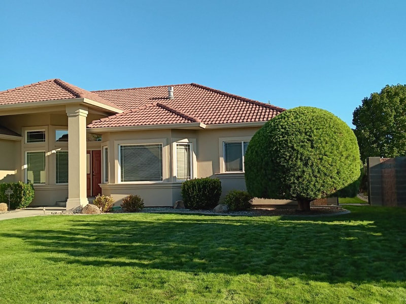 Professionally pruned mugo pine shaped into a healthy, balanced landscape specimen.