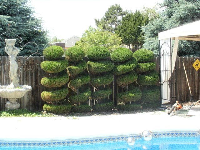 Topiary pruning on 5 small Arborivitaes near a swimming pool