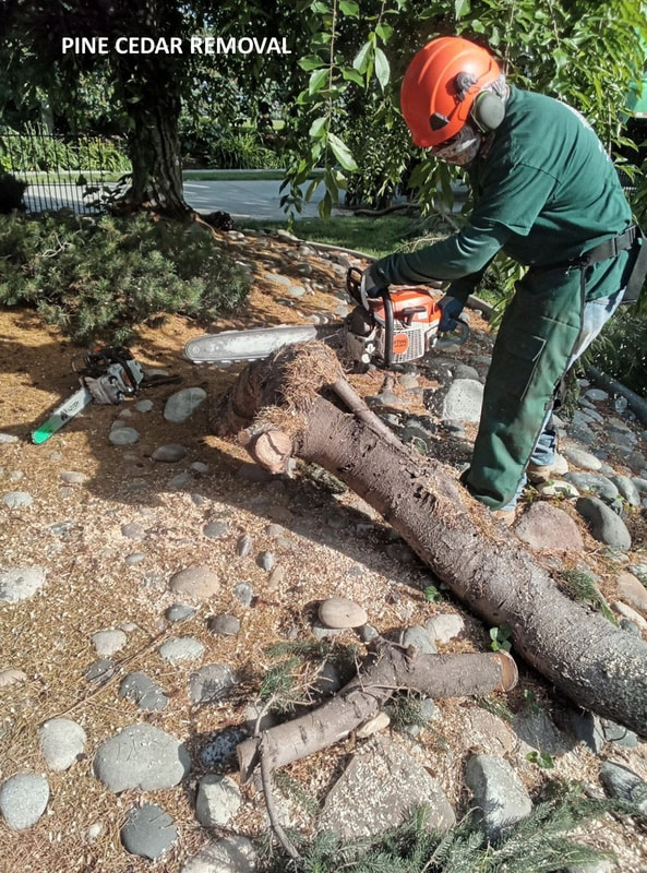 Man using chainsaw to cut tree trunk into smaller pieces