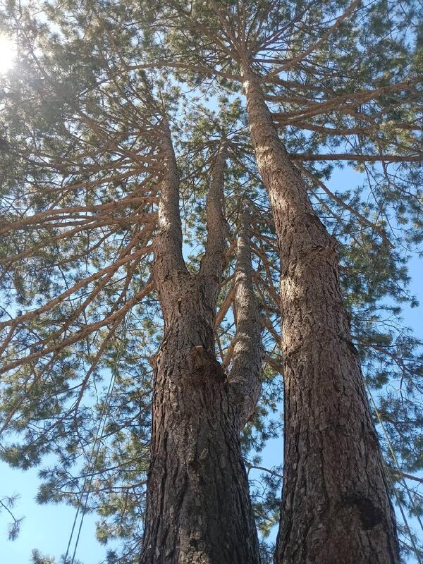Looking upward into the canopy of mature pine trees with tall trunks and healthy branching structure.