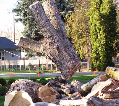 Cut tree pieces being removed